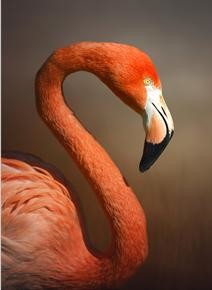 Tablou flamingo