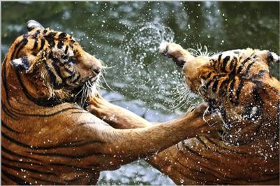 Tablou fighting tigers